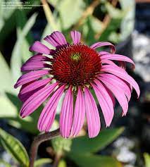 Picture Of Eastern Purple Coneflower Ruby Star Echinacea Purpurea Echinacea Purpurea Echinacea Bloom