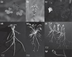 Image result for Genlisea margaretae