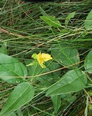 Image result for Aeschynomene pawekiae