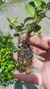 We did not find results for: Buy Asiatic Minima Jasmine Varieties Here Jasmine Ground Cover Ground Cover Ground Cover Plants