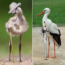 Birds With Human Arms Gallery Of Birds With Human Arms What Is A Bird Bird Pictures Funny Animals