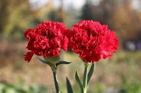 Meski bentuknya yang cantik, namun bunga anyelir ini memiliki aroma yang cukup menyengat dan kurang sedap untuk dicium baunya. Cara Menanam Dan Merawat Bunga Carnation Agar Cepat Berbunga Bagi Pemula Faunadanflora Com