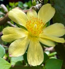 Image result for Kalanchoe velutina