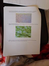 Check spelling or type a new query. Identify Label The Cell Membrane Nucleus And Chegg Com