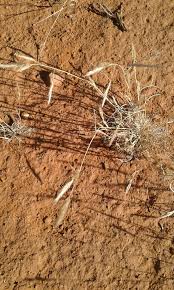 Image result for Aristida congesta
