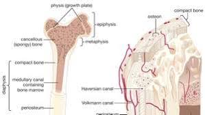 Long bones have a thick outside layer of compact bone and an inner medullary cavity containing bone marrow. Cancellous Bone Anatomy Britannica