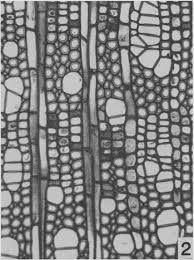 Image result for Rhaptopetalum roseum