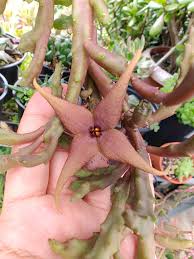 Image result for Emilia schinzii