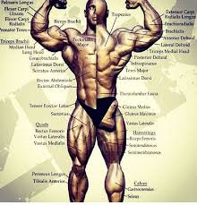 Muscle Chart Lift Strong Live Long Mike