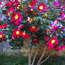 Pin On Petals For Pleasure
