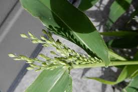 Image result for Urochloa deflexa