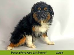Puppies for sale in illinois. Dogs And Puppies For Sale Petland Naperville Illinois Puppies Puppy Adoption Puppies For Sale