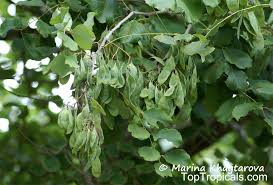 Image result for Dalbergia