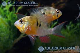 4 microgeophagus altispinosa, bolivianischer schmetterlingsbuntbarsch. Mikrogeophagus Altispinosus Aquarium Glaser Gmbh