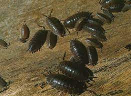 Sowbugs, pillbugs, and millipedes break down organic matter, releasing nutrients to garden plants. Wood Lice Pest Control Infestation Ca