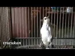 Download suara burung trucukan mp3. Trucukan Gacor Ropel Garuda Youtube