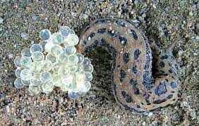 Leopard Slug Facts Fun Facts For Kids From 6 To 166 Slug Facts Slugs Fun Facts For Kids