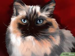 Their meow is a quiet, chirping trill, and do not display the independence and aloofness for which other felines generally are known. How To Identify A Ragdoll Cat 10 Steps With Pictures Wikihow Pet