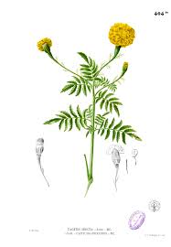 Image result for Tagetes erecta