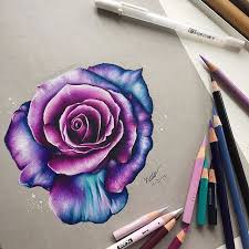 Hello Everyone Here S This Pink Purple Blue Rose Drawing I Did This Took A Lot Longer Than I Expected But Hey Rose Drawing Roses Drawing Color Pencil Art