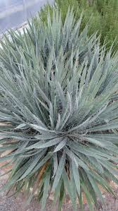 Image result for Yucca