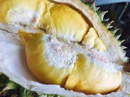 Dia punya cara sendiri untuk menyiasati larangan itu. 5 Cara Simpan Durian Agar Awet Untuk Oleh Oleh Dari Medan