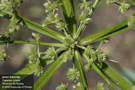 Image result for Cyperus denudatus