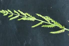 Image result for Polystachya melanantha