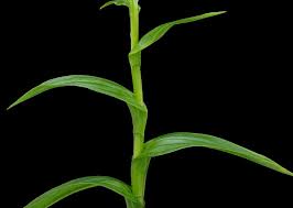 Image result for Habenaria perpulchra