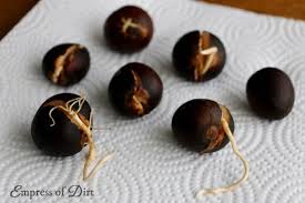 Forget The Toothpicks This Is The Easy Way To Grow Avocado From Seed Avocado Plant From Seed Grow Avocado Avocado Plant