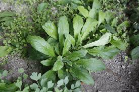 Image result for Cynoglossum coeruleum