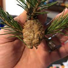 Cool backgrounds flower backgrounds pine branch pine tree pretty landscapes conifer trees flower background wallpaper photo tree seed pods. How To Make Look Carefully At The Christmas Tree Before You Decorate It You Might Find Cocoons On The Branches Tips Hacks Handimania