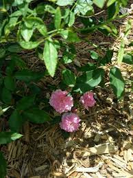 Heirloom Recovered From The Witches Broom I Didn T Expect It To I Call This A Jungle Rose As When Fully Grown The Vines Are Up To 10 A Vines Plants Mowing