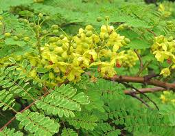 Image result for Caesalpinia