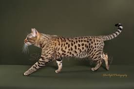We provide each baby kitten with the individualized care and attention. Northwest Bengal Cats The Bengal Cat Directory Resource For Bengal Cats Kittens And Information