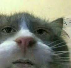 Utanmaz Texting In 2020 Cartoon Memes Cat Memes Animal Memes