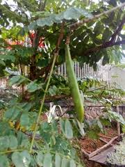 Image result for Stathmostelma pauciflorum