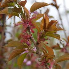Cherry blossom trees are pink flowering trees that bloom in early spring. Buy Affordable Kanzan Cherry Trees At Our Online Nursery Arbor Day Foundation Buy Trees Rain Forest Friendly Coffee Greeting Cards That Plant Trees Memorials And Celebrations With Trees And More