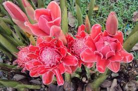 Selain ucapan selamat idul adha, saya juga akan membagikan kumpulan gambar ucapan idul adha. 89 Gambar Daun Honje Hd Gambar Pixabay