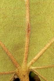 Image result for Thespesia garckeana