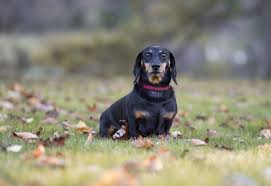 Why don't you ask that nice, smart, alluring lady shooting in landscape to send in a copy of her video. Shorthaired Dachshund Your Complete Guide To The Breed