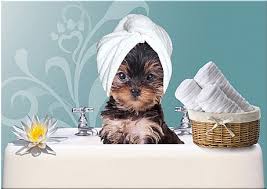 Spa dla psa - relaks i uśmierzenie bólu - PiesPoradnik.pl