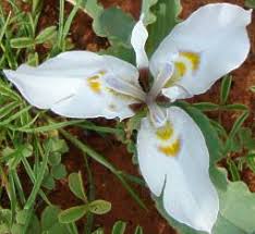 Image result for Moraea clavata