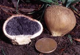 Image result for Scleroderma sp.