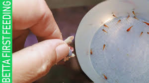 Articles betta fish fish food. Betta Fry First Feeding With Live Food Youtube