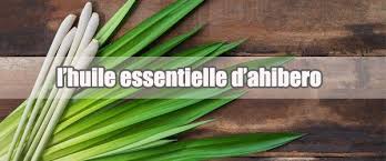 Les Vertus Et Utilisations De Huile Essentielle D Ahibero Ou Citronnelle De Madagascar Un Antibacterien Puissant Pour Huiles Essentielles Huile Citronnelle