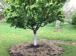 When i first planted fruit trees, i knew i needed to mulch them. The Ultimate Guide To Fruit Tree Mulch Choices And Benefits