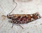 Image result for Ericinella