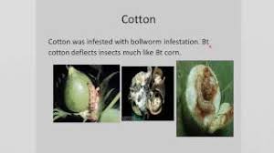 Furthermore, the first genetically modified seeds ever made are currently being used to make ingredients in about 80% of packaged foods (gasparro, 1). College Essay About Pros And Cons Of Genetically Modified
