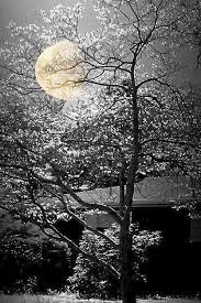 Good Morning Dear All Raphy Jacob Google Beautiful Moon Beautiful Nature Nature